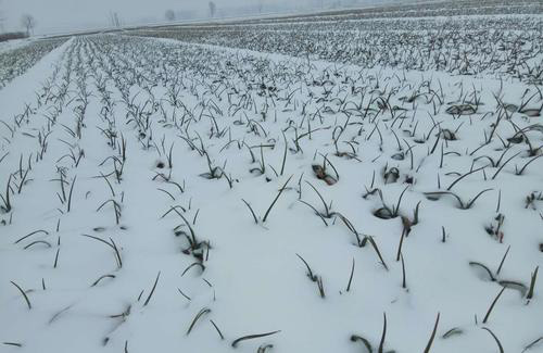 俗话说“瑞雪兆丰年”，下雪对农事的好处包括