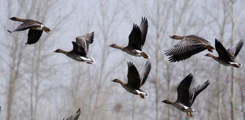 “问世间情为何物，直教人生死相许”最初写的是