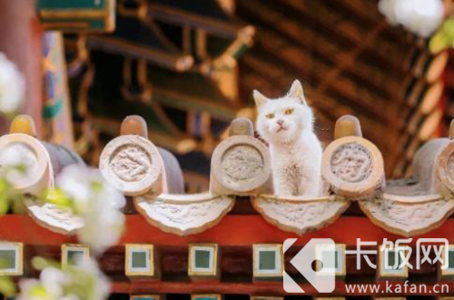故宫有养猫的传统，最大的作用是