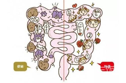 排宿便等于排毒，说法靠谱吗