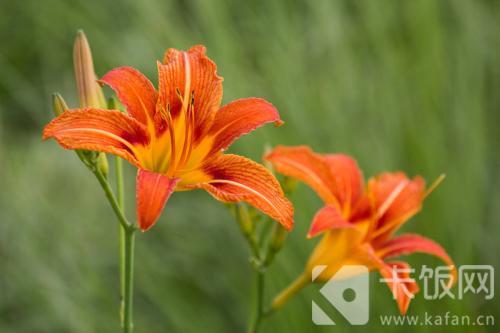 我国古人常用哪种植物象征母爱