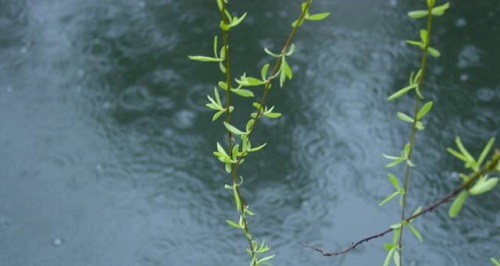 下雨天，很多人听见雨声后很容易平静心情，这是因为