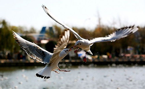 下列哪个成语是形容夫妻情深的
