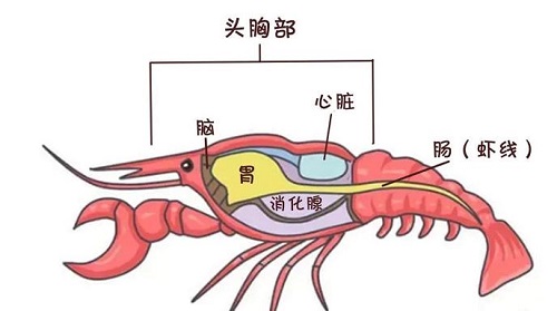 吃小龙虾时，最好把虾头去除，这种说法正确吗