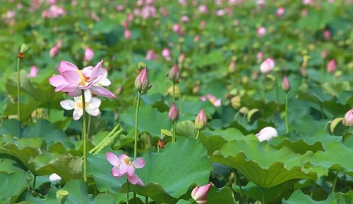 “接天莲叶无穷碧，映日荷花别样红”描写的是哪个湖的美景