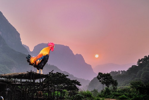 公鸡为什么能报晓蚂蚁庄园