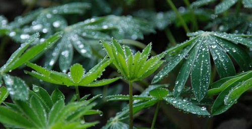 在我国春雨贵如油的说法所有地区都适用吗