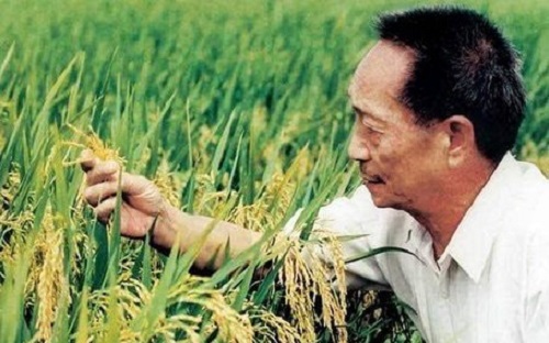 世界上第一个成功利用水稻杂种优势的科学家是谁