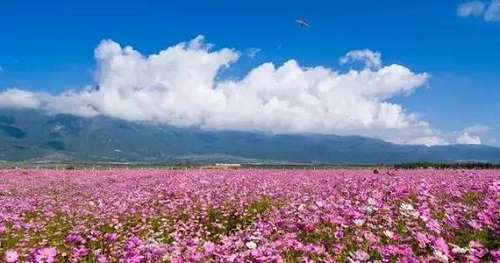 理塘县因格桑花海，被称为天空之城，格桑意为
