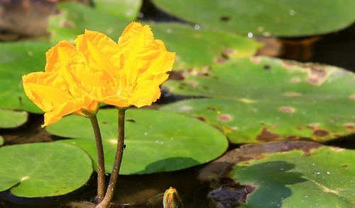 由于荇菜的花朵是黄色的，因此也被人们形象地称为