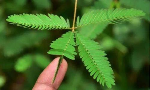 含羞草遇到刺激和触碰为什么能够自动合拢