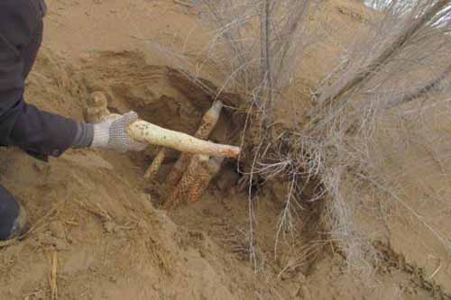 哪种植物会寄生在梭梭根部