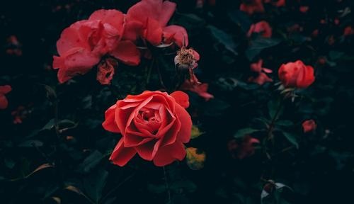 送花别弄混了，叶片小而密集的是玫瑰还是月季