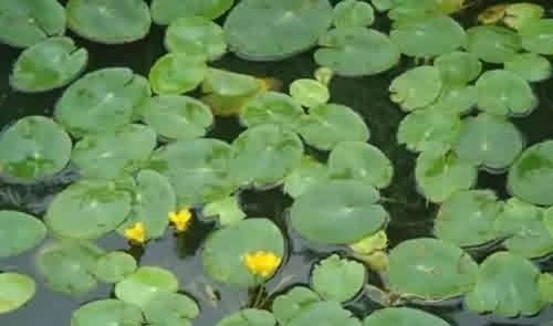 参差荇菜左右流之，荇菜一般生在哪