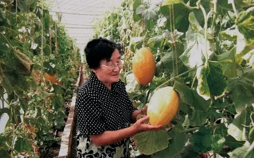 被称为甜瓜大王的是