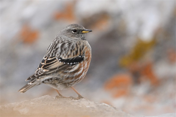 尼康推出尼克尔 Z 180-600mm f / 5.6-6.3 VR 长焦变焦镜头，国行定价 12499